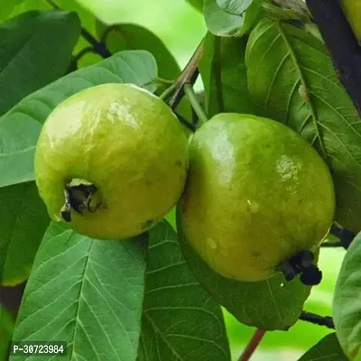 Ukanda Mango Plant Guava Tree, Amrud, Psidium guajava (Grafted) - Plant-thumb0