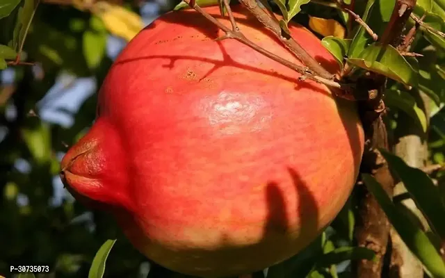 Ukanda Pomegranate Plant Pomegranate Plant 0110-thumb0