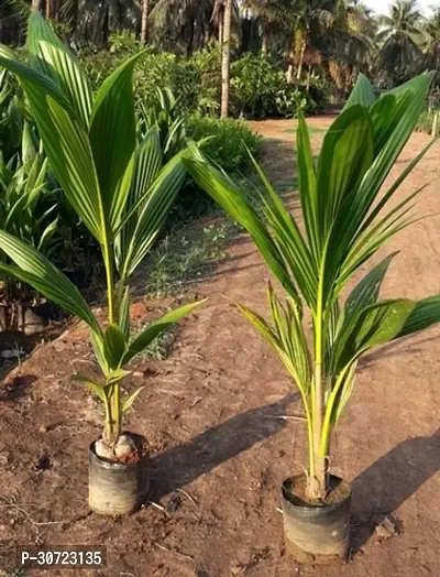 Ukanda Coconut Plant Premium Coconut Live Plant {CF70-thumb0