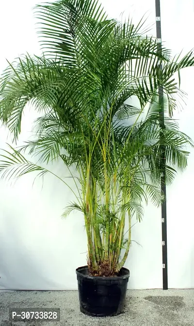 Ukanda Areca Plam Areca Plam-thumb0