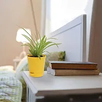 Ukanda Spider Plant SPIDER PLANT WITH SELF WATERING POT-thumb2