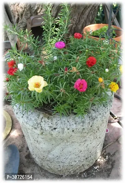 Ukanda Portulaca Plant Portulaca Flower also known as 9O Clock PG13-thumb0