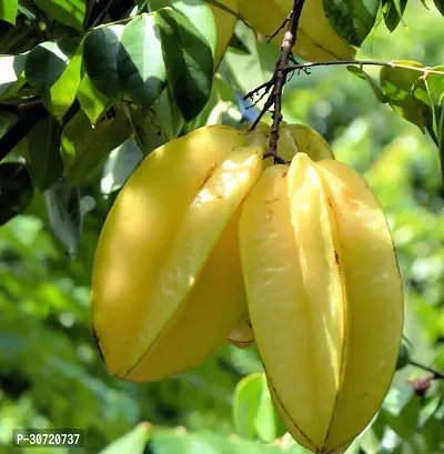 Ukanda Star Fruit Carambola Grafted Plant CDX-thumb0