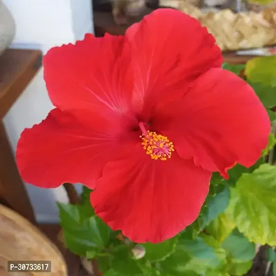 Ukanda Hibiscus Plant Hibiscus Red Live Flower Plant Disha-220861-thumb0