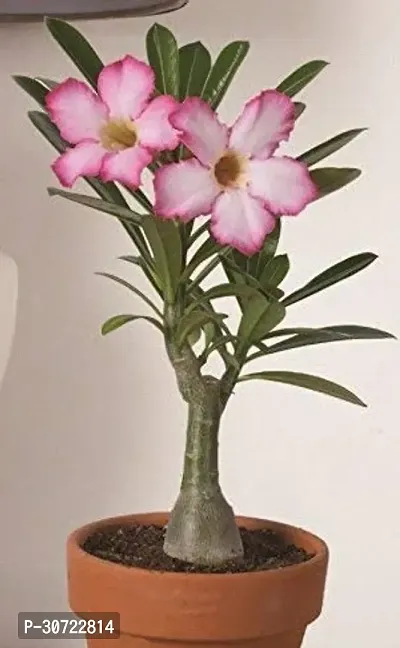 Ukanda Adenium Plant Adenium plant-thumb0