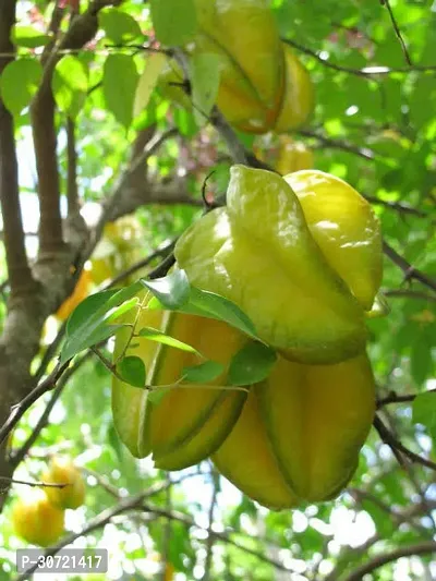 Ukanda Star Fruit Carambola Grafted Plant sm11-thumb0