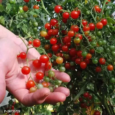 Ukanda Tomato Plant YGHV201-thumb0