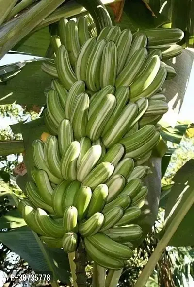 Ukanda Banana Plant HybridBanana live plant for fruiting, Gardening or devotional purpose CF001-thumb0