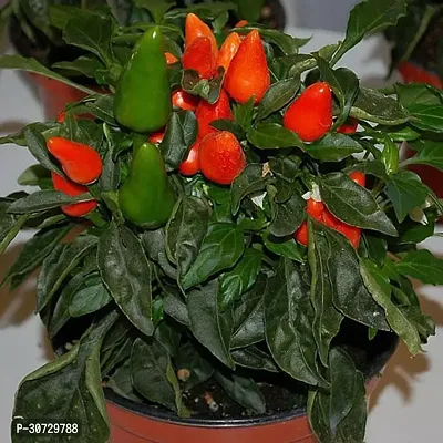 Ukanda MirchChilli Plant ART-FUL-CREA-TURE-1019 o-thumb0