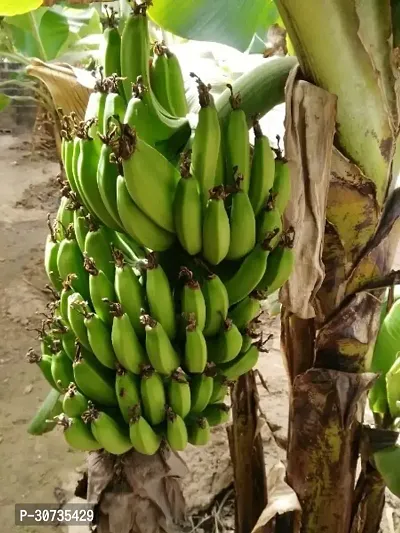 Ukanda Banana Plant Banana Plant-thumb0