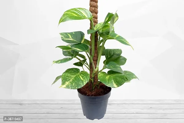 Ukanda Money Plant money plant 4012-thumb0