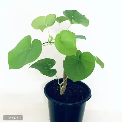 Ukanda Giloy Plant Giloyheart-leaf live plant with pot-thumb0