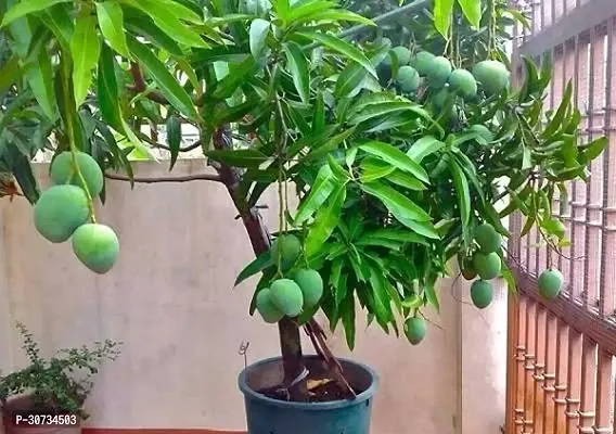 Ukanda Mango Plant Thai Axotic-thumb0