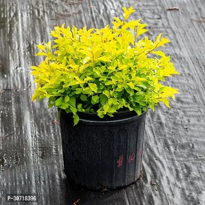 Ukanda Duranta Plant Live Golden Duranta Plants-thumb0