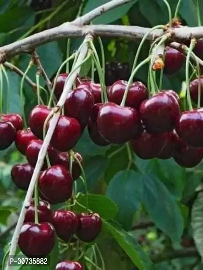 Ukanda Cherry Fruit Plant cherry fruit plant 5050-thumb0