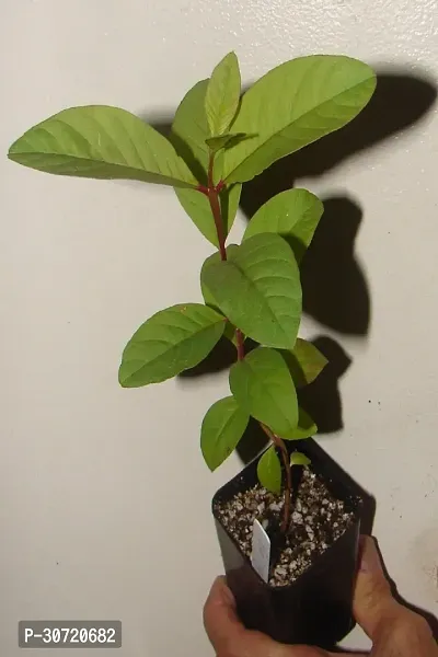 Ukanda Guava Plant RED GUAVA PLANT-thumb0