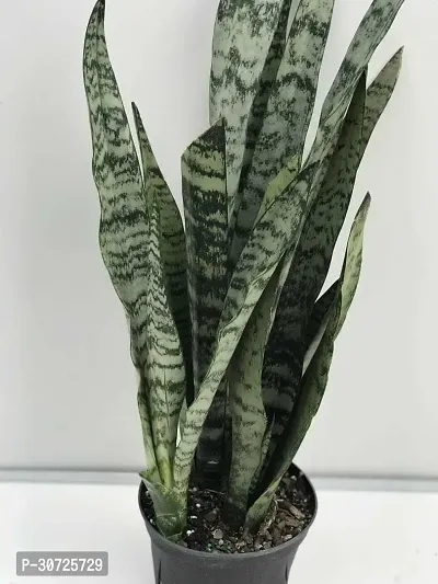 Ukanda Snake Plant QQ2-Snake plant