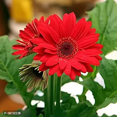 Ukanda Gerbera Plant GERBERA PLANT-06-thumb0