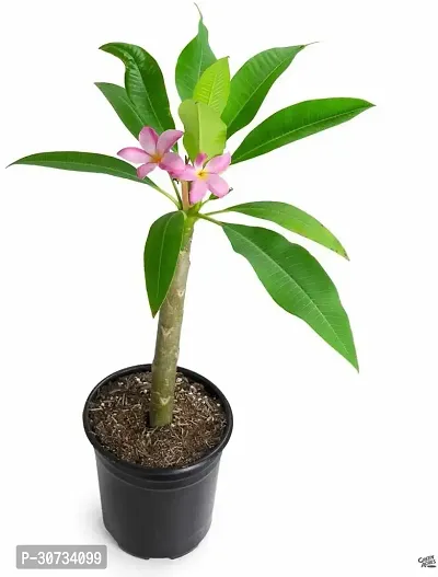 Ukanda Plumeria Plant RS-Plue011