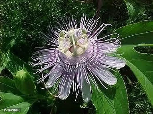 Ukanda Passion Plant PASSION FLOWER WWM-thumb0