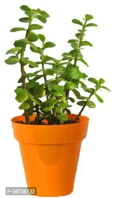 Ukanda Jade Plant Bn-N-GRN-692-thumb0