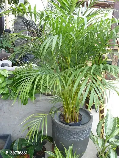 Ukanda Areca Palm KOAHX87-thumb0