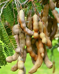 Ukanda Sweet Lemon Plant Tamarind Plant-thumb2