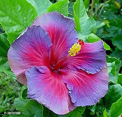 Ukanda Hibiscus Plant Hibiscus Hybrid Live Flower Plant Disha-90021-thumb0