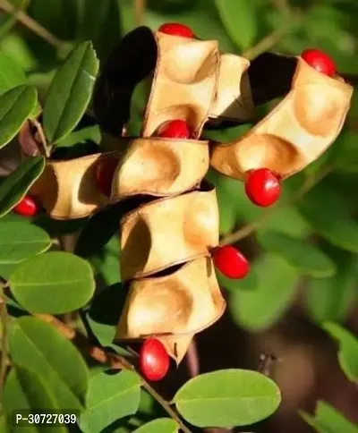 Ukanda Red Sandalwood Plant Live Red Sandalwood Sanders Plant - Lal Chandan or Raktachandan - Live 1 Healthy Plant.-thumb2