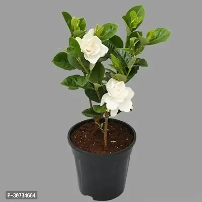 Ukanda Jasmine Plant GardeniaJasmine Flower plant-thumb0