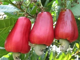 Ukanda Cashew Plant KAJU PLANT NJK-thumb1