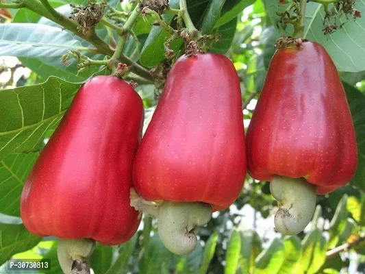 Ukanda Cashew Plant KAJU PLANT NJK-thumb2