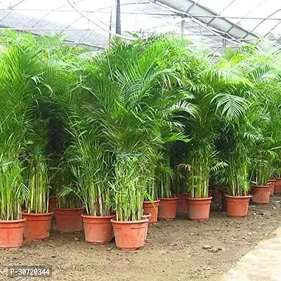 Ukanda Areca Palm ARCA PALM TT-thumb2