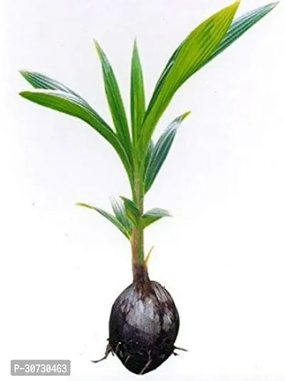 Ukanda Coconut Plant Maypan Coconut-thumb0