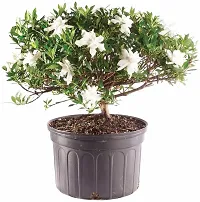 Ukanda Jasmine Plant Gardenia Jasmine Live Natural Plant with Pot-thumb1