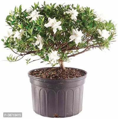 Ukanda Jasmine Plant Gardenia Jasmine Live Natural Plant with Pot-thumb2