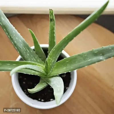 Ukanda Aloe Vera Plant Aloe Vera Plant A13-thumb0