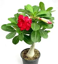 Ukanda Adenium Plant Redwingz Rose Adenium Live Plant (Grafted - 1 Live Plant) 1-2 feet-thumb1