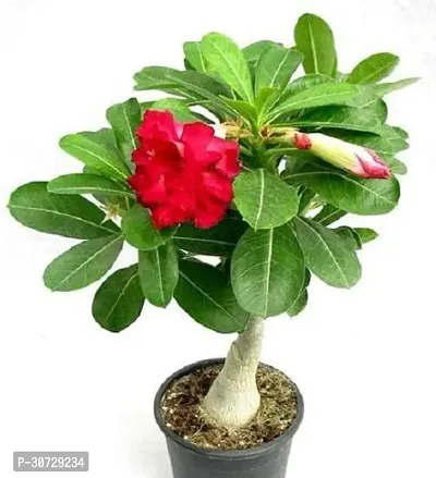 Ukanda Adenium Plant Redwingz Rose Adenium Live Plant (Grafted - 1 Live Plant) 1-2 feet-thumb2