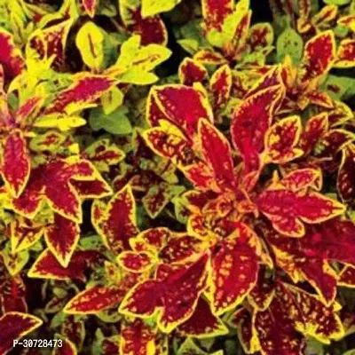 Ukanda Coleus Plant ABS-AKSI-_880-thumb0