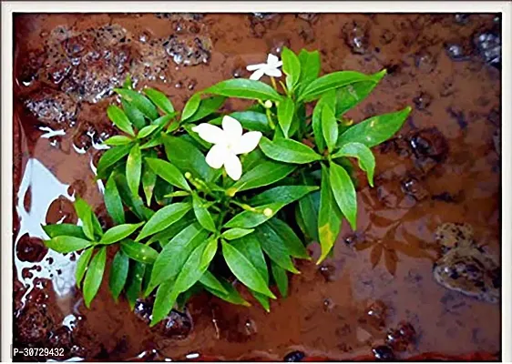 Ukanda Night Bloom Jasmine Plant Rare Fragnant Crape Jasmine (Tabernaemontana divaricata)s Nandhyarvattom Flower Plant (1 Live Plant)-thumb0