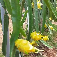 Ukanda Dragon Tree Hybrid yellow dragon fruit plant, pack of 1-thumb2