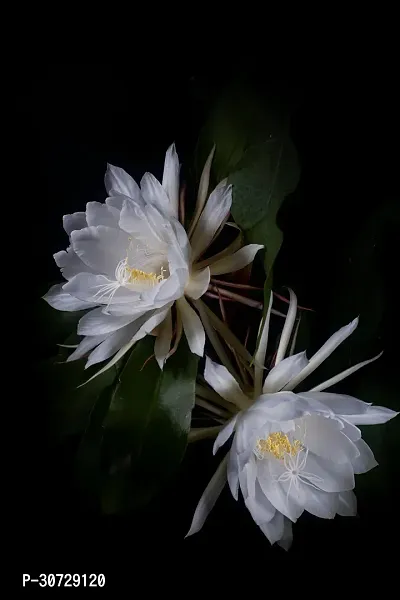 Ukanda Brahma Kamal Plant Brahma Kamal Plant