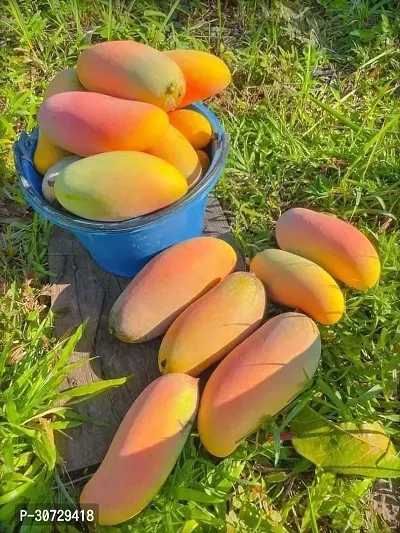 Ukanda Mango Plant Hybrid Rare Vietnamese Banana Shaped Mango Grafted Live Plant. Viet02-thumb0