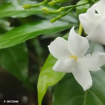 Ukanda Jasmine Plant Jasmine Crepe Jasmine Chinese Tagor Night Blooming Jasmine Plant CF000791-thumb0