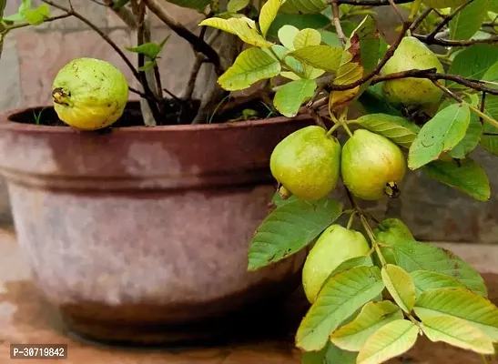 Ukanda Guava Plant Thai Dwarfs Guava Hybrid Live Plant v4-thumb0