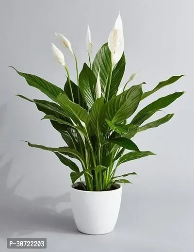 Ukanda Peace Lily Plant Peace Lily or Spathiphyllum Live Plant White Color Flower with Secure Packing Indoor Air Purify Plant CF79-thumb0