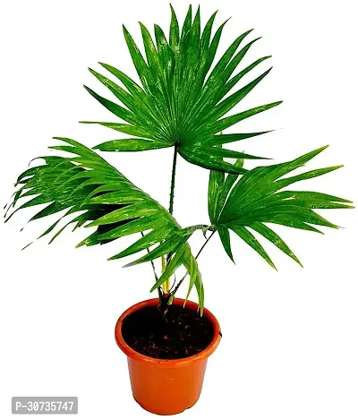 Ukanda China Palm Plant China Palm Plant-thumb0