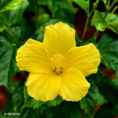 Ukanda Hibiscus Plant Hibiscus Yellow Live Flower Plant CF33003511-thumb0