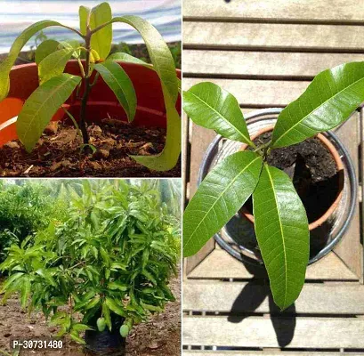 Ukanda Mango Plant hybrid_mango plant4-thumb0